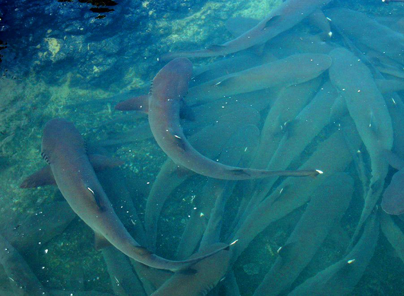 Canal de los Tiburones