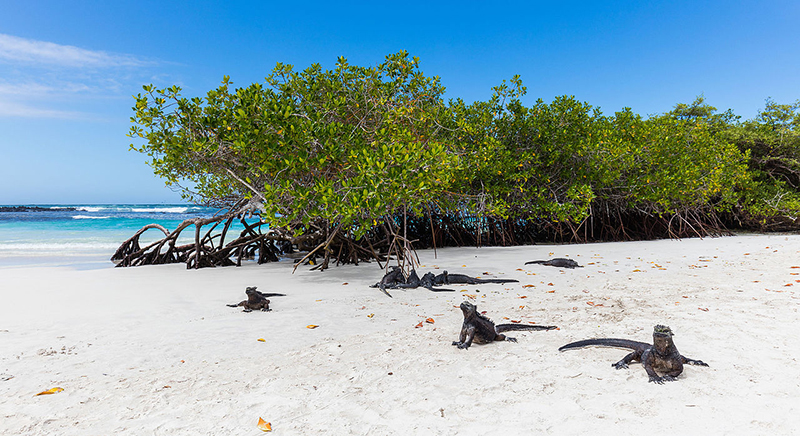 Tortuga Bay