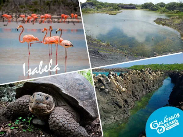 Tour Tintoreras / Isla Isabela