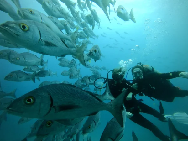 BUCEO SEYMOUR BUCEO SEYMOUR