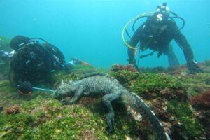 IGUANA BUCEO IGUANA BUCEO