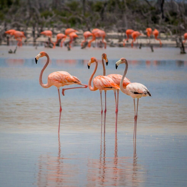 LAGUNA DE FLAMINGOS 1