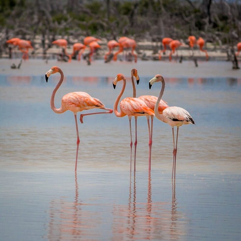 LAGUNA DE FLAMINGOS 1 LAGUNA DE FLAMINGOS 1