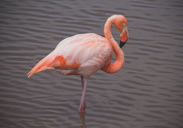 LAGUNA DE FLAMINGOS 2