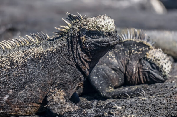 Marine Iguanas near Espionza of Fernandina