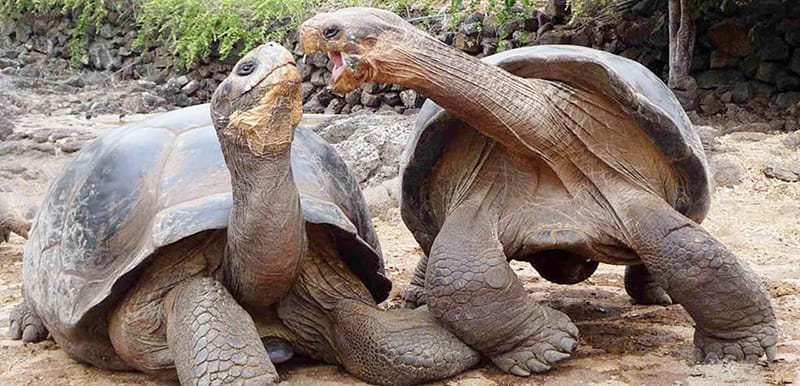 PARTE ALTA 1 PARTE ALTA 1