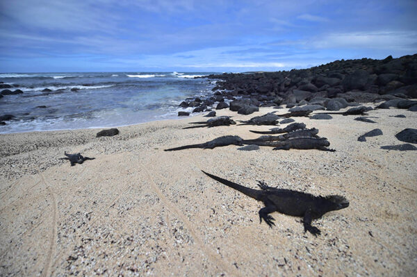 Marine iguanas in "Playa de los Perros" (Dogs Beach) in the Santa Cruz island in the Galapagos Archipelago, on July 16, 2015. AFP PHOTO / RODRIGO BUENDIA