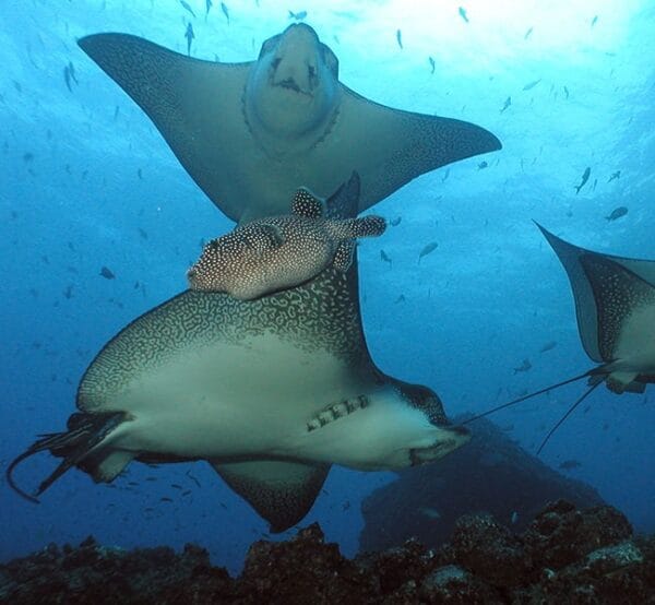 SEYMOUR BUCEO SEYMOUR BUCEO