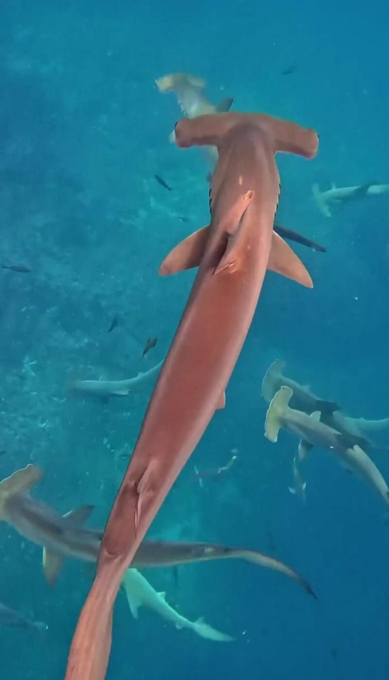 ANIMALES LEON DORMIDO ANIMALES LEON DORMIDO