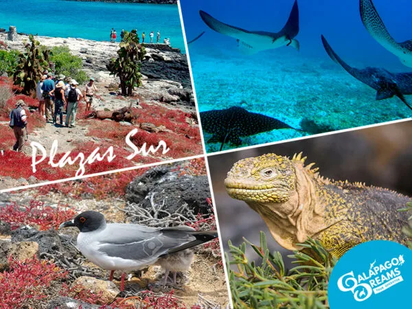 Isla Plaza Sur
