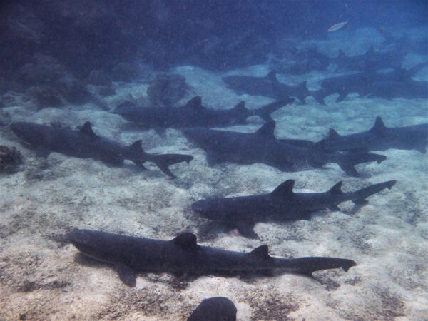 BAHIA PINGUINO 1