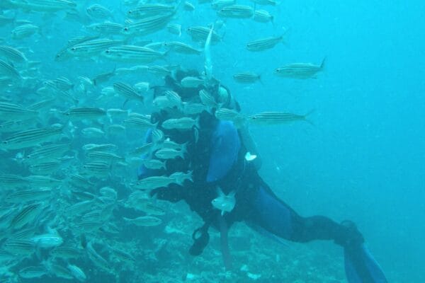 BUCEO BUCEO