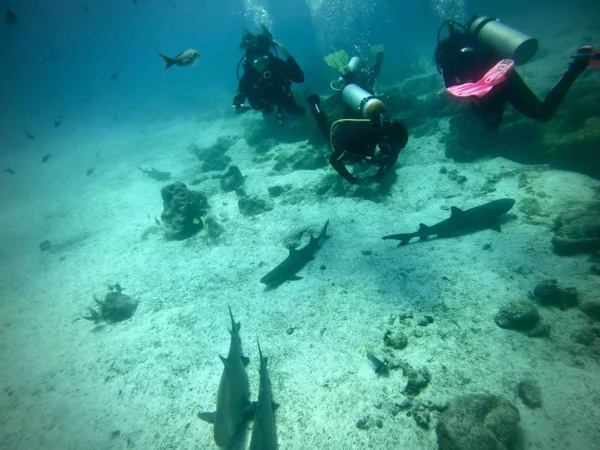 BUCEO DAPHNE