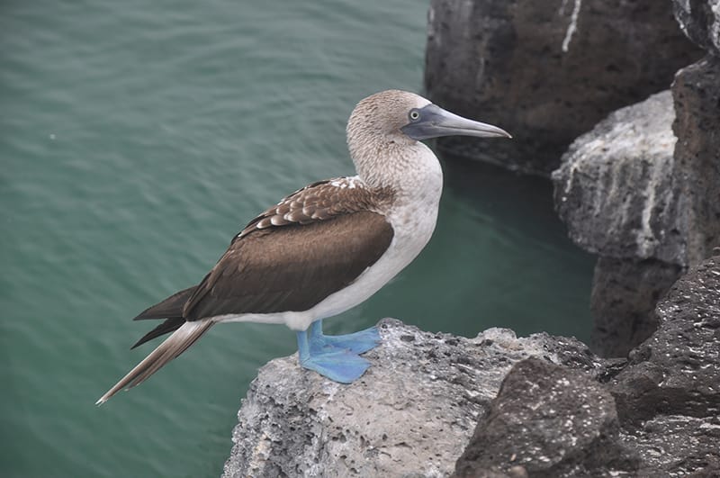 EL BARRANCO EL BARRANCO