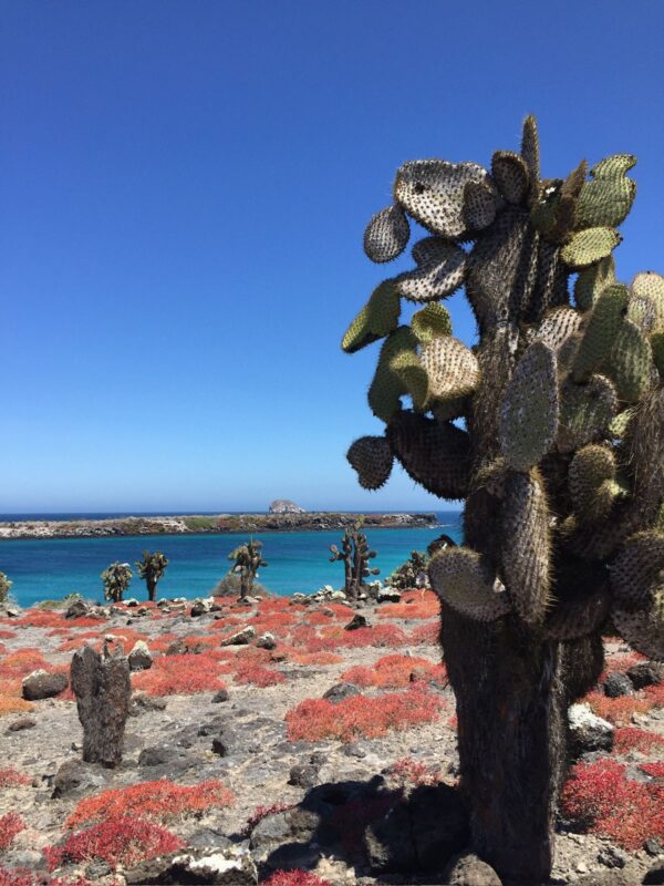 ISLA PLAZAS