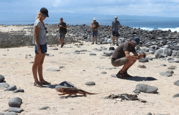 Iguana-Terrestre Iguana-Terrestre