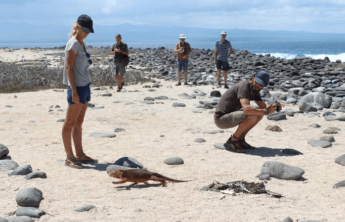Iguana-Terrestre Iguana-Terrestre