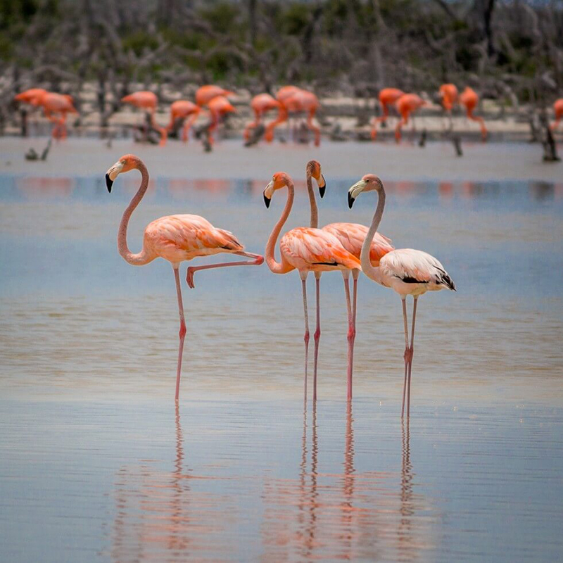 LAGUNA DE FLAMINGOS 1