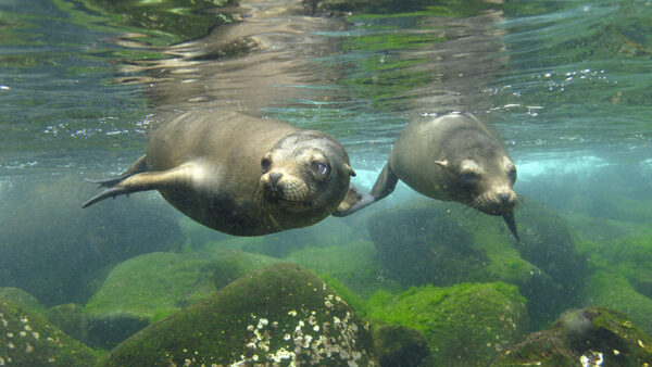 Galapagos Sea Lion (Zalophus wollebaeki) pair underwater, Hood Island, Galapagos Islands, Ecuador