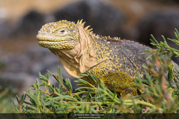 Galapagos Land Iguana (Conolophus subcristatus), portrait, Plaza Sur, Galapagos, Ecuador, South America