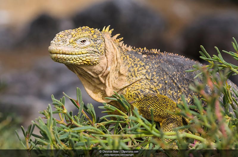 Galapagos Land Iguana (Conolophus subcristatus), portrait, Plaza Galapagos Land Iguana (Conolophus subcristatus), portrait, Plaza Sur, Galapagos, Ecuador, South America