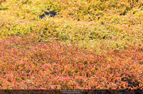 Carpet of Galapagos Shoreline Purslane or Sea Purslane (Sesuvium portulacastrum), Plaza Sur, Galapagos, Ecuador, South America