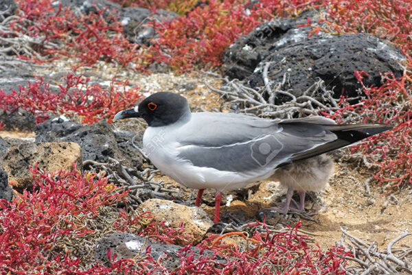 swallow-tailed-gull with its chick on Isla Plaza Sur, Galapagos, Ecuador