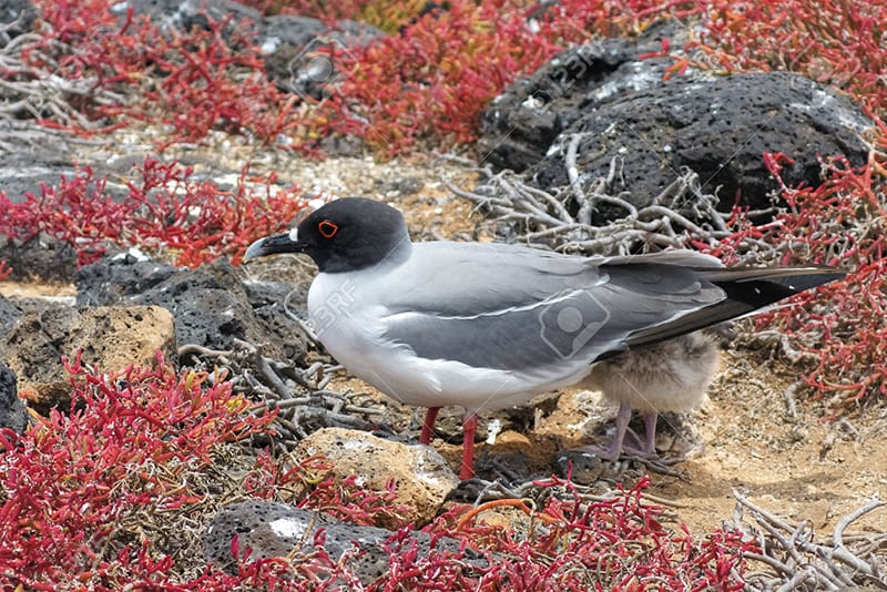 swallow-tailed-gull with its chick on Isla Plaza Sur, Galapagos, Ecuador swallow-tailed-gull with its chick on Isla Plaza Sur, Galapagos, Ecuador