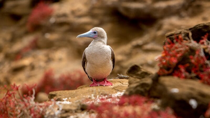 PUNTA PITT PUNTA PITT