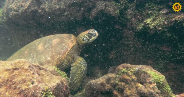 TORTUGA TUNELES TORTUGA TUNELES