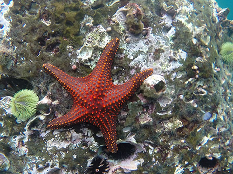 TOUR BUCEO DAPHNE 2 TOUR BUCEO DAPHNE 2