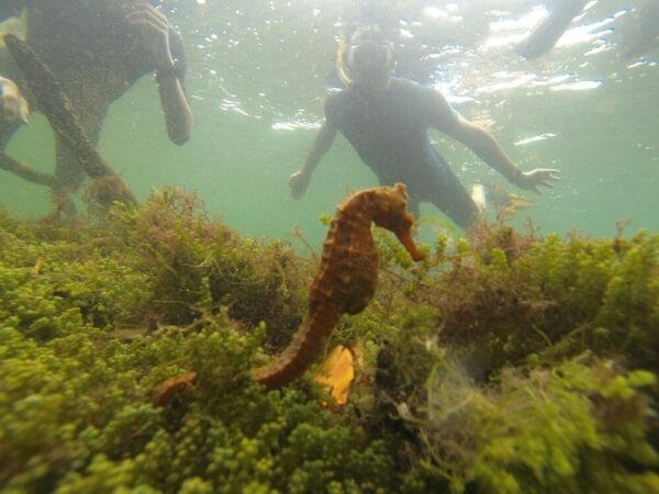 TUNELES SNORKEL TUNELES SNORKEL