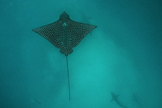 BUCEO LEON DORMIDO BUCEO LEON DORMIDO