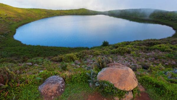 LAGUNA JUNCO